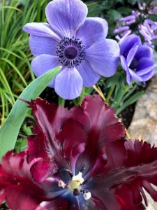 紫の花と栗色の花