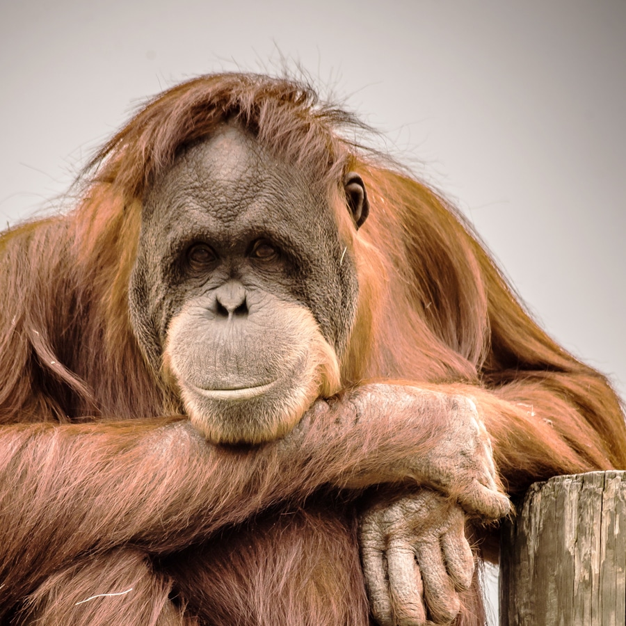 Amanda the Orangutan closeup