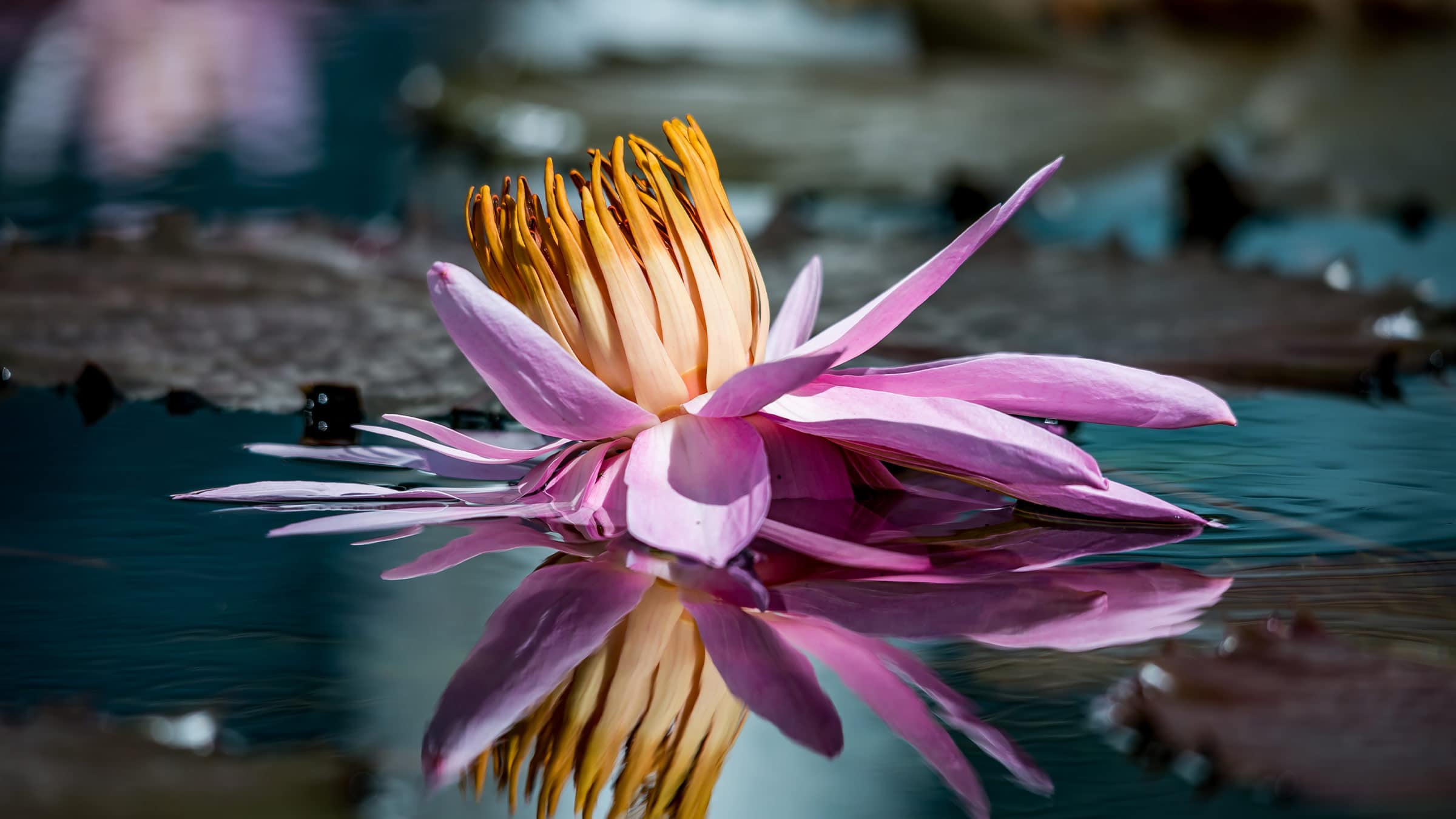 water lily with purple leaves