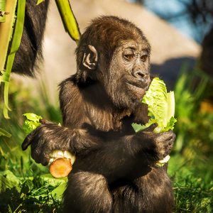 baby gorilla eating a piece of lettuce
