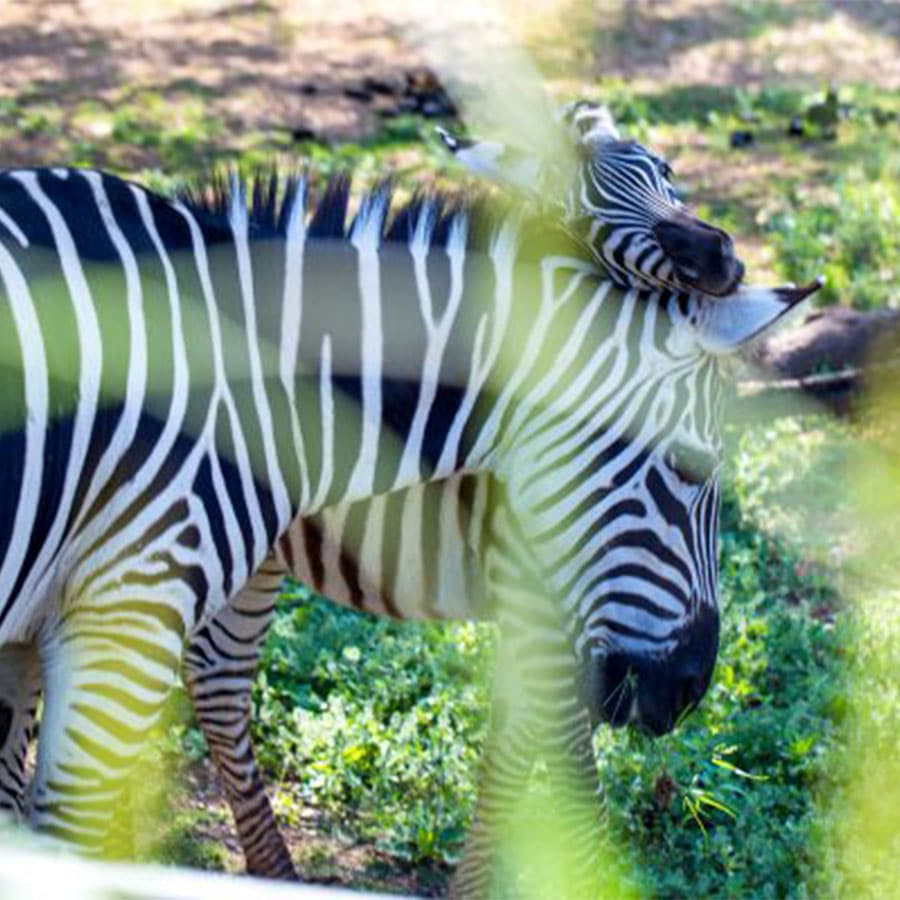 newborn baby zebra life cycle