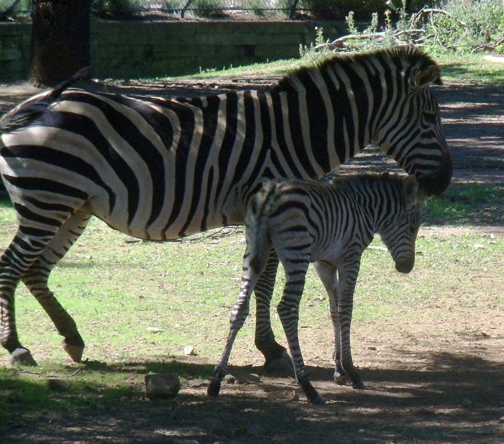 Como's Baby Zebra