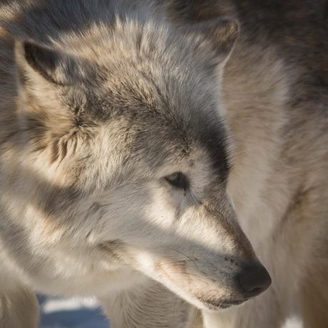close up of wolf looking sideways