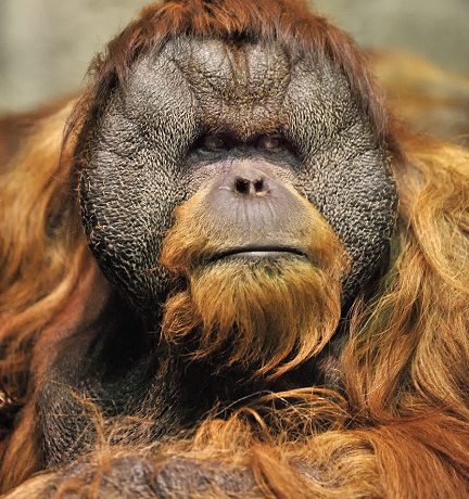 male orangutan up close