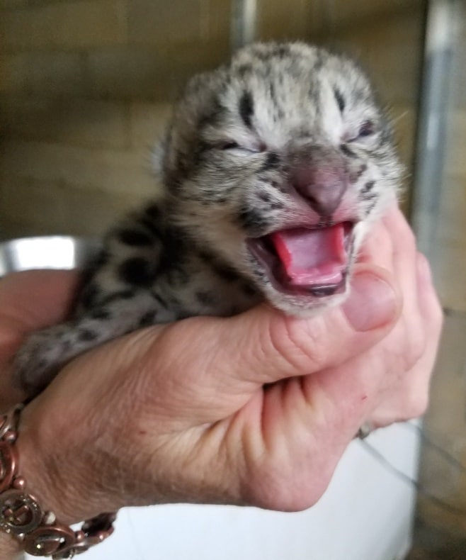 Willow, Como's baby Snow Leopard, makes her public debut! - Como Zoo  Conservatory