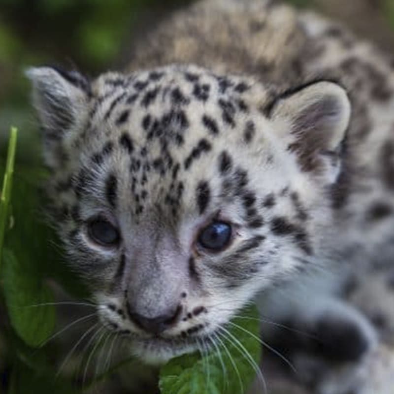 Baby Snow Leopard In Snow