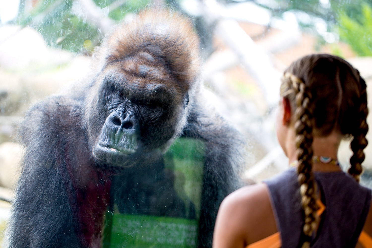 Gorilla looking at girl