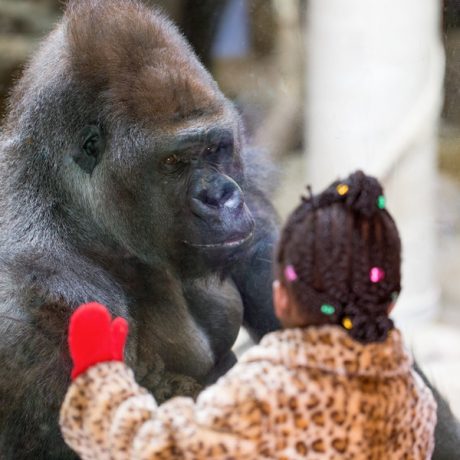 Gorilla staring at a little girl