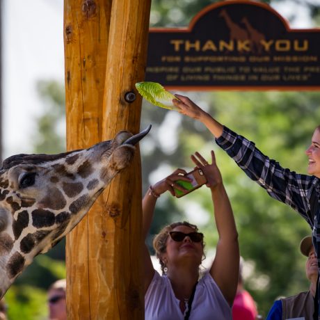 Person feeding a giraffe in a zoo