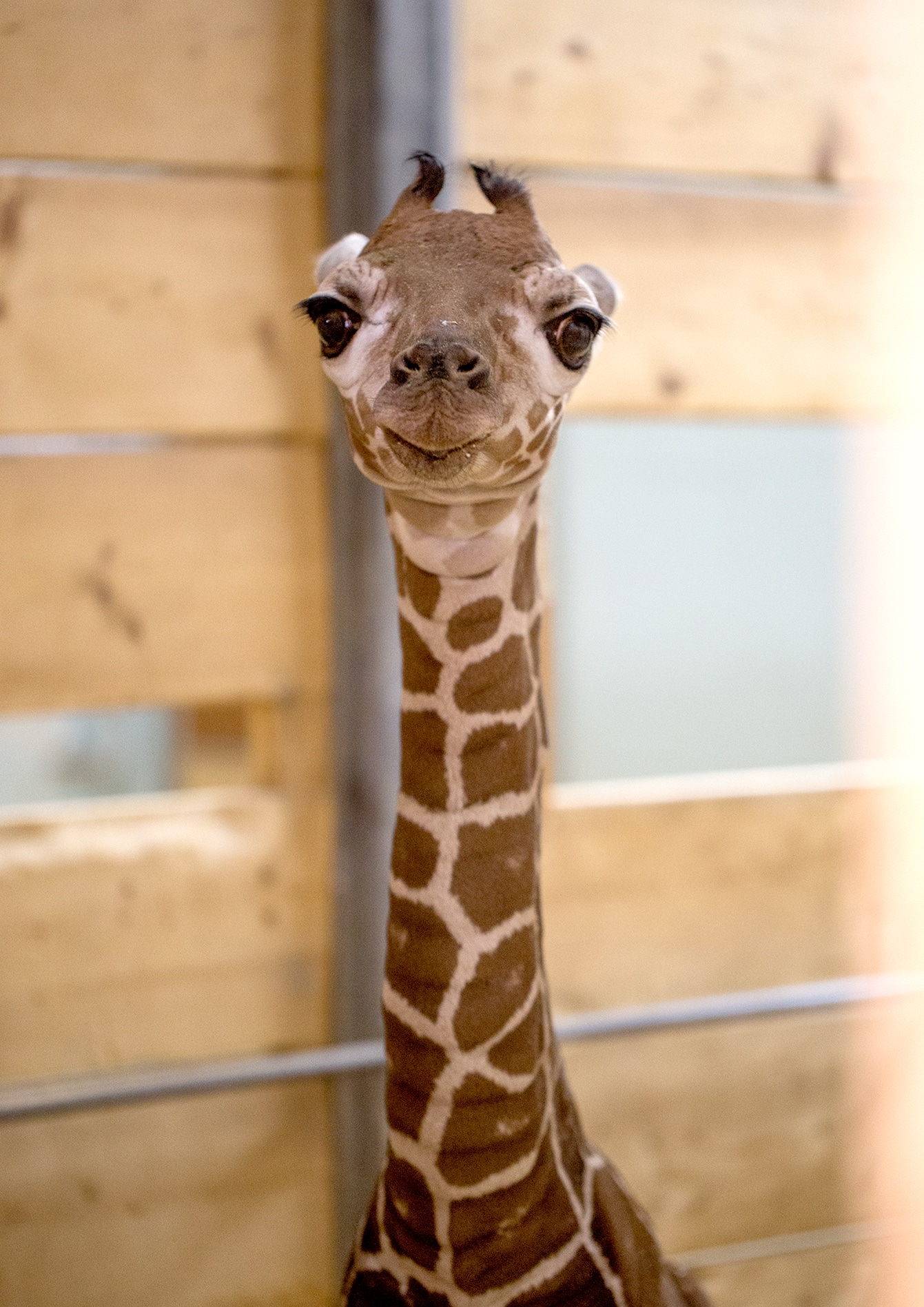 Como Zoo Baby Giraffe