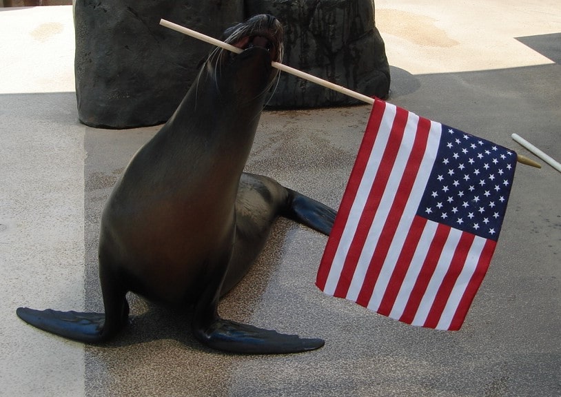 sea lion holding flag