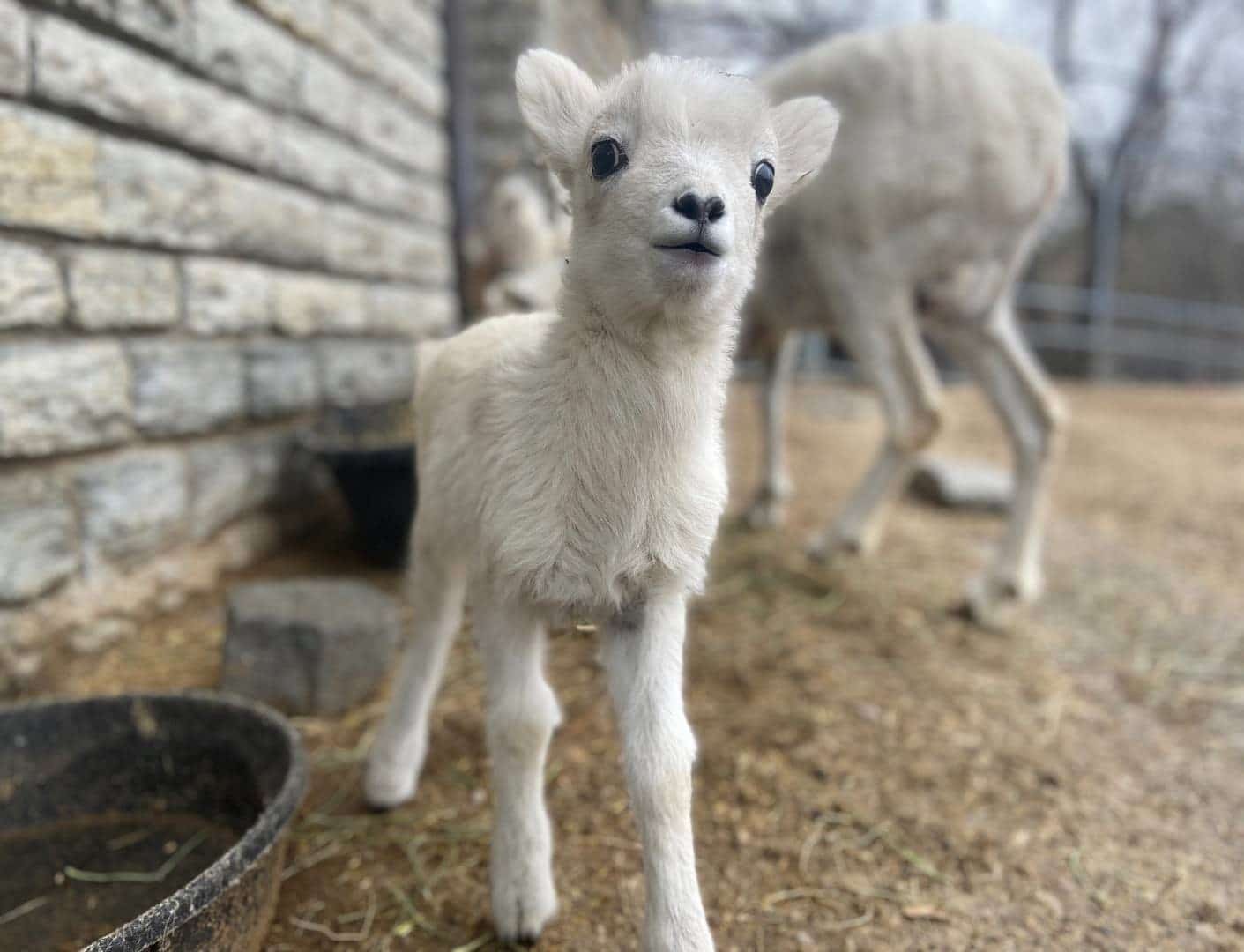 Como Welcomes Baby Dall's Sheep & how you can help name him! - Como Zoo  Conservatory