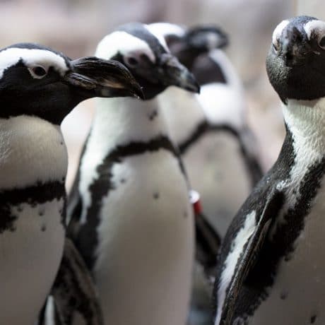 4 penguins up close