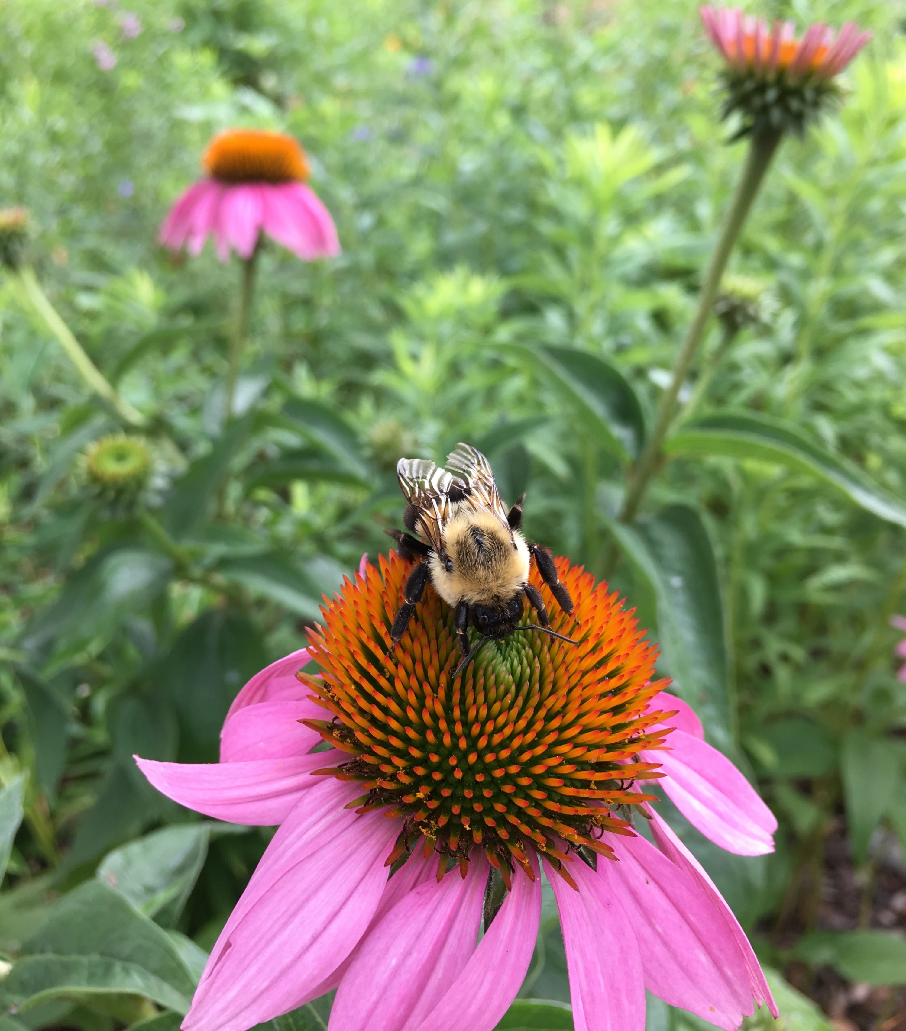 bumble bee on flower pollinator