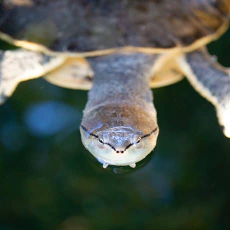 Turtle in water looking at camera