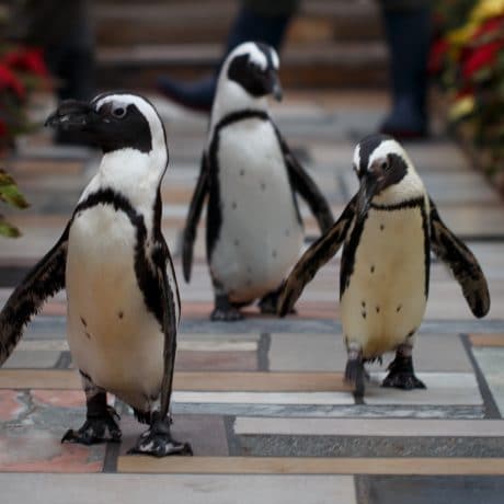 3 penguins walking on path with flowers on each side