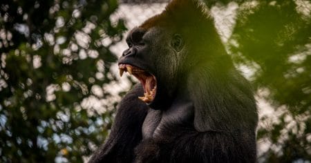 gorilla yawning mouth open teeth