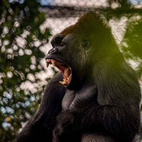 gorilla yawning mouth open teeth