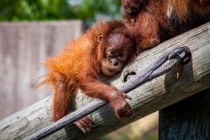 baby orangutan holding on and resting to log