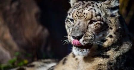Snow Leopard with tongue out