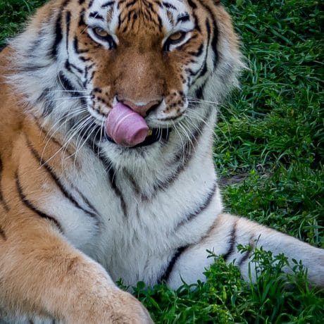 tiger with tongue out licking lips