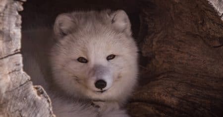 closeup of arctic fox in a hallowed out log