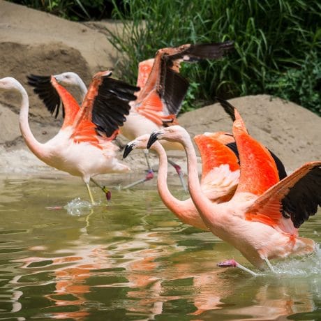 flamingos about to fly