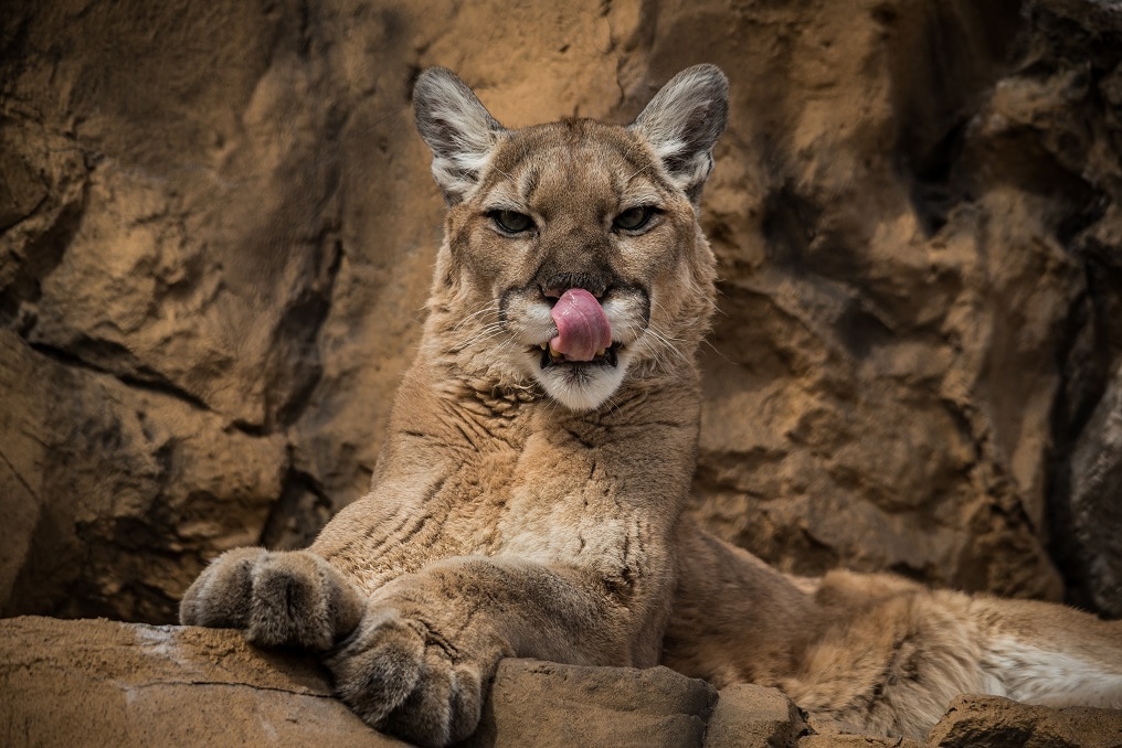 puma, cougar, mountain lion with tongue out