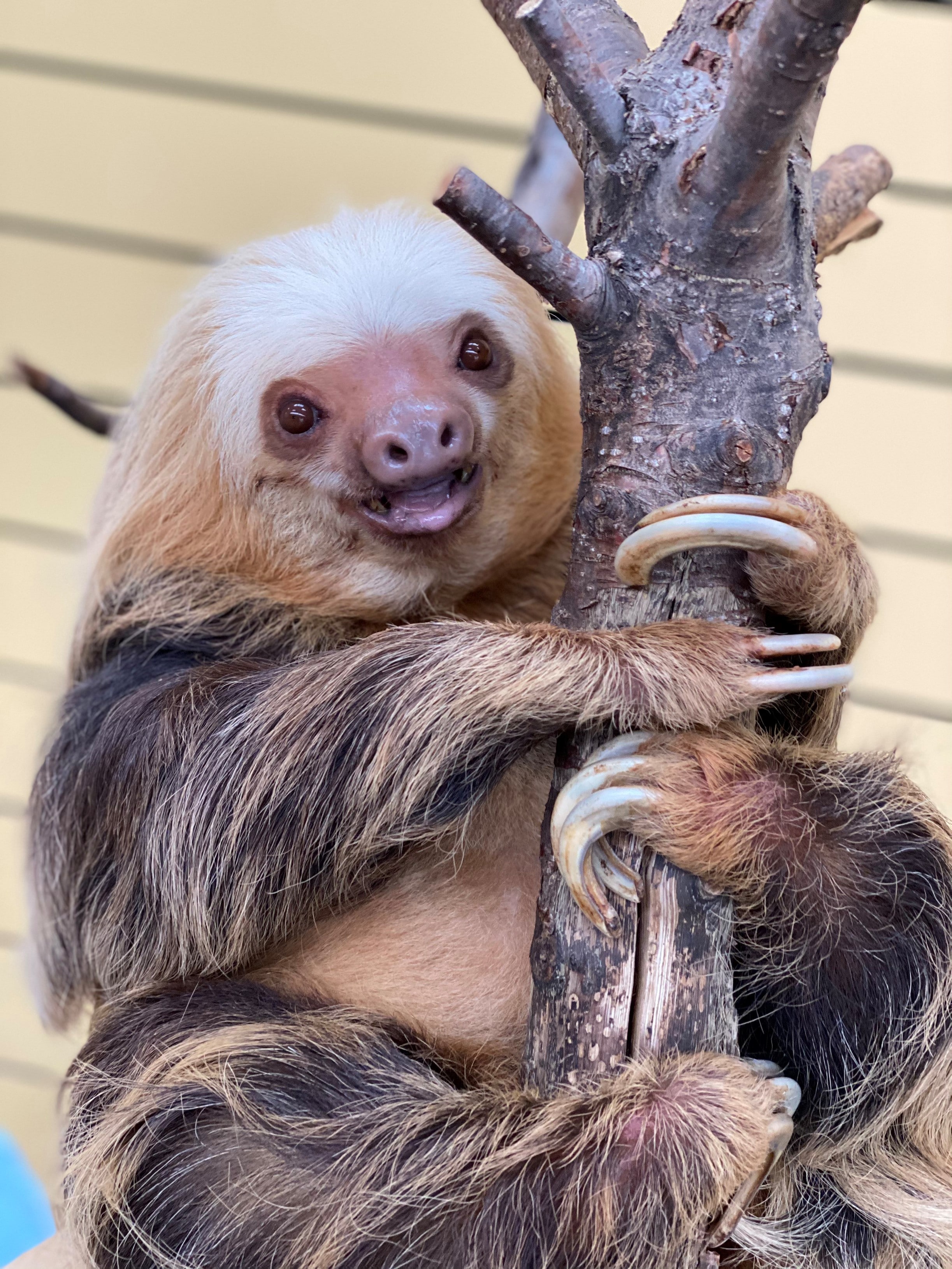 Sloth - Como Zoo Conservatory