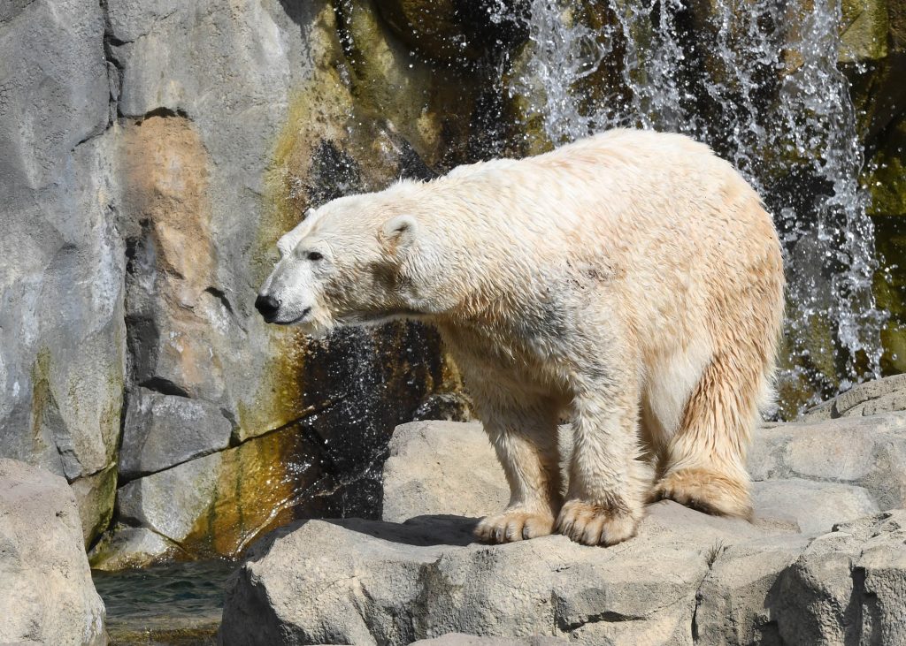 polar bear on rocks near waterfall