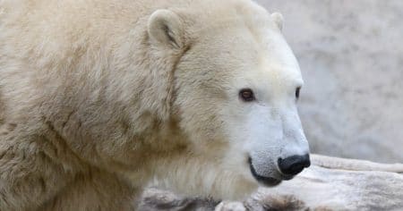 close up of polar bear head