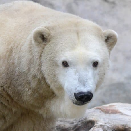 polar bear looking at camera