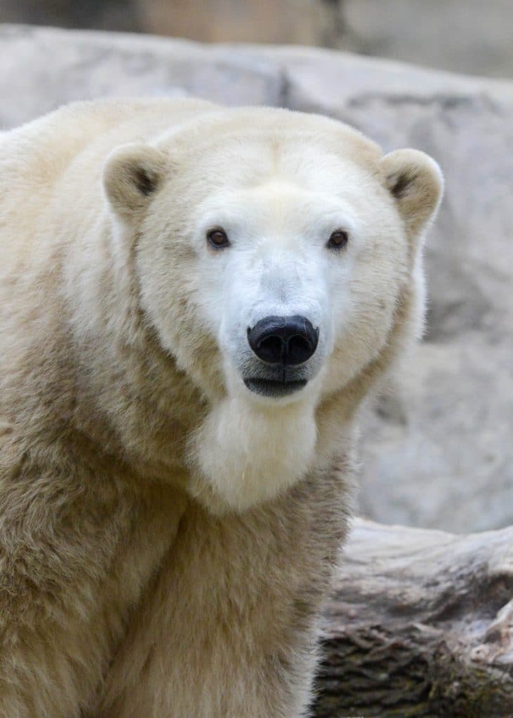 polar bear looking at camera