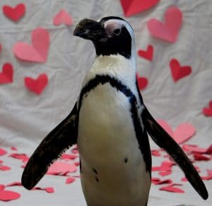 penguin with paper hearts around