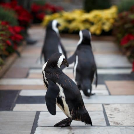 three penguins on a path lined with flowers