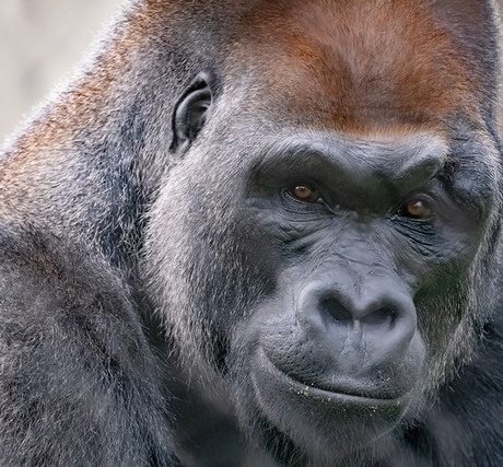 Gorilla face looking into camera close up