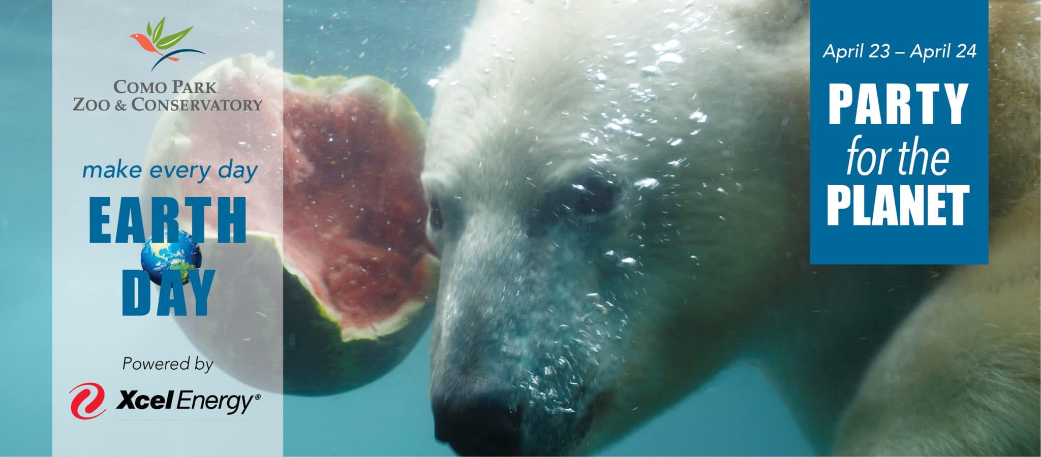 close up of polar bear swimming with a half eaten watermelon near its head