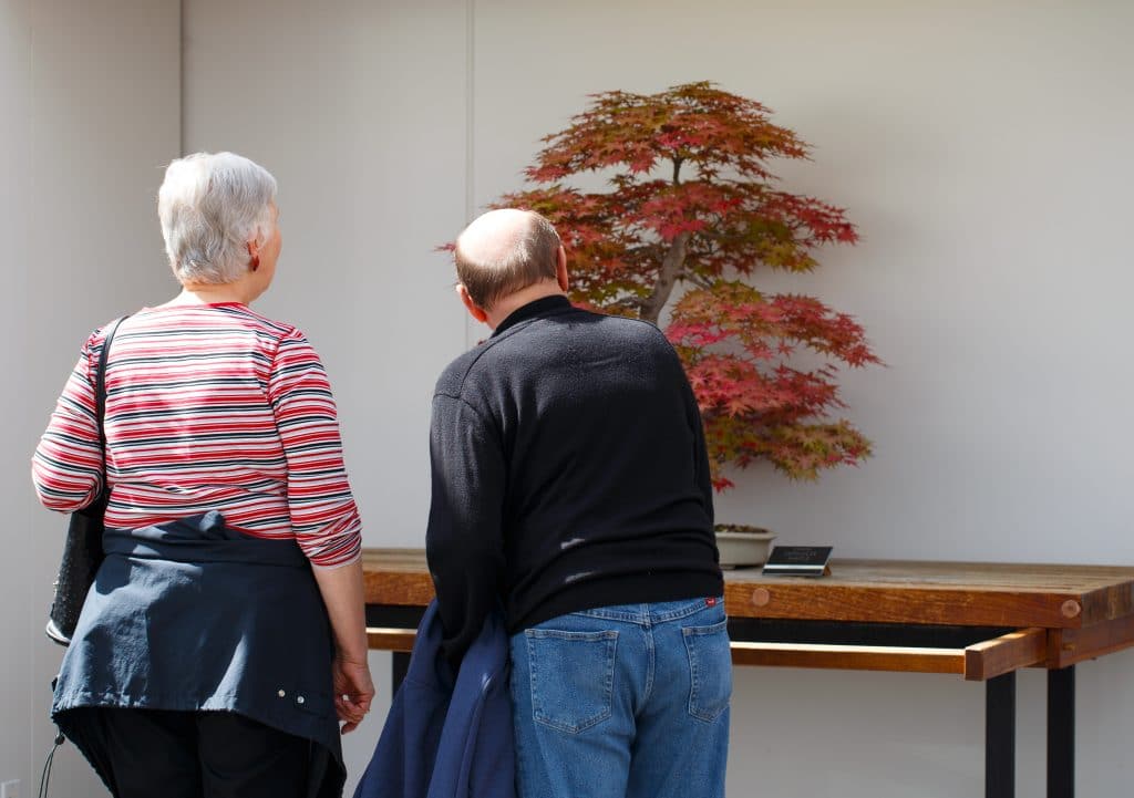 seniors looking at bonsai