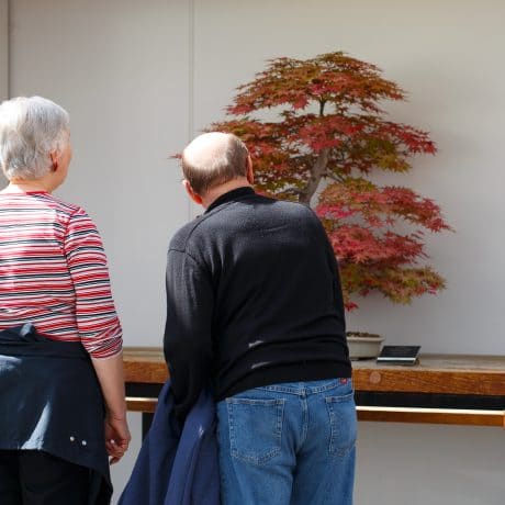 seniors looking at bonsai
