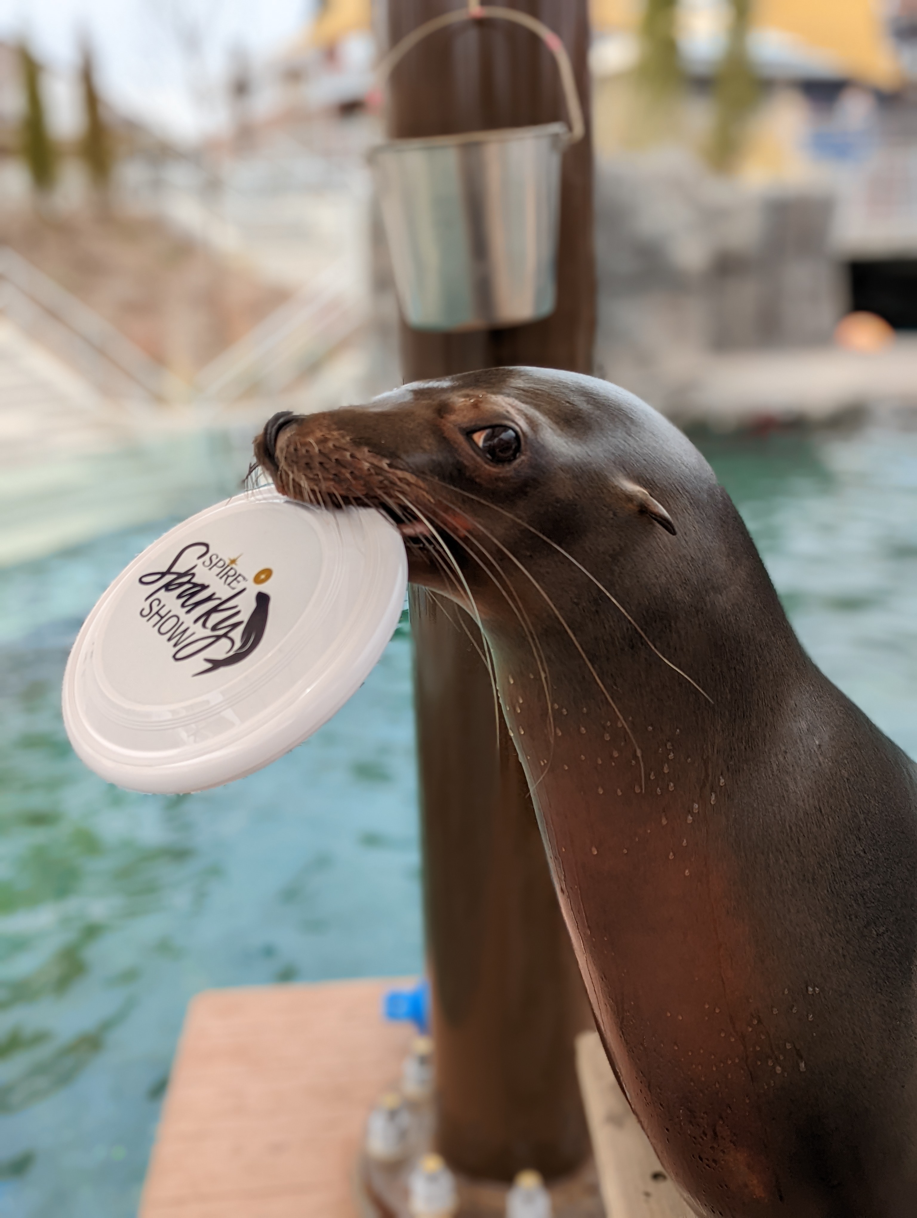 sea lion holding a frisbee, looking into camera