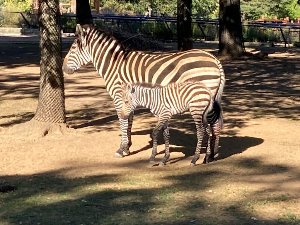 Como Welcomes Baby Zebra! - Como Zoo Conservatory