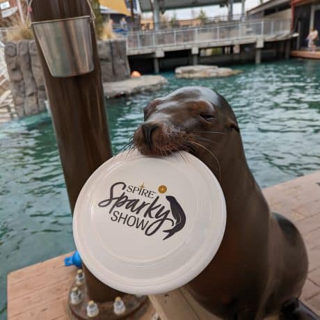 a sea lion holding a frisbee