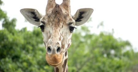 giraffe face close up with green tree tops behind her