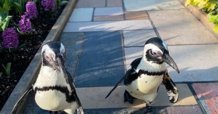 Penguins in Sunken Garden