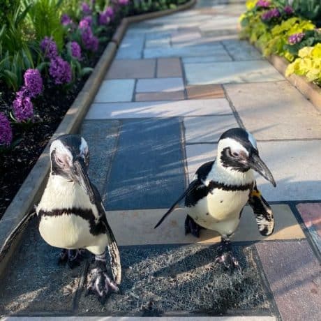 Penguins in Sunken Garden