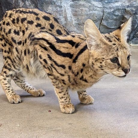 serval cat. big ears looking like she's going to pounce
