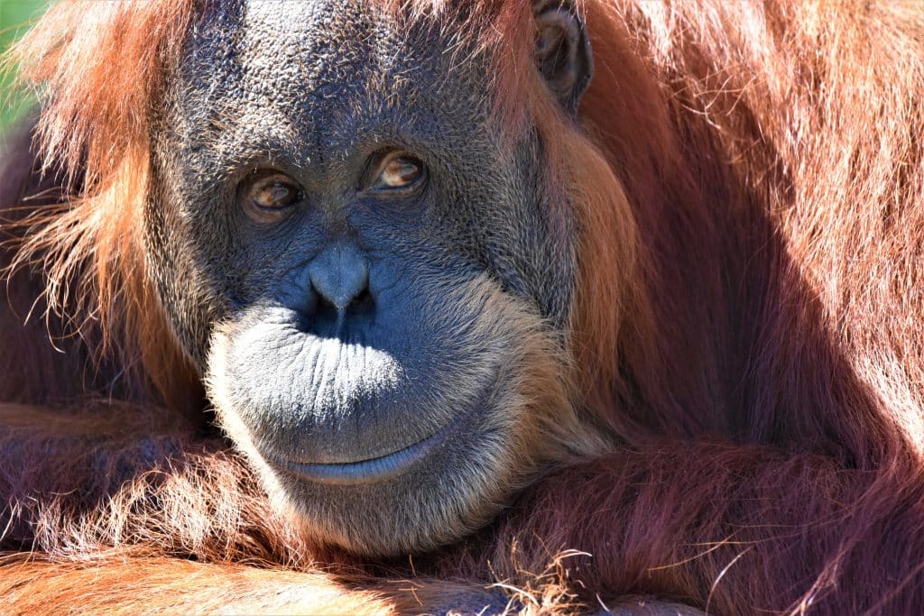 Orangutan - Como Zoo Conservatory