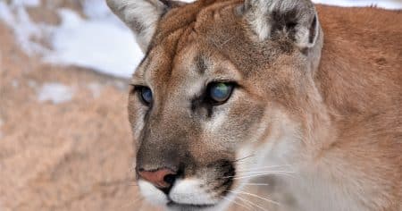 Cougar close up with cloudy eyes