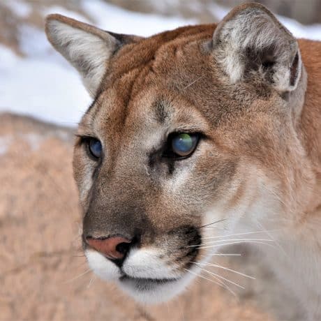 Cougar close up with cloudy eyes