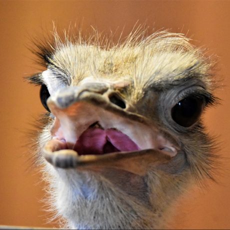 Ostrich face close up with mouth partly open